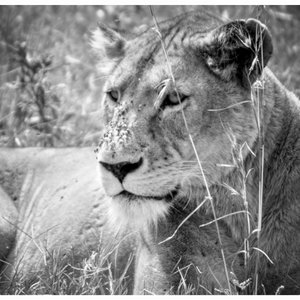 Main image Lionne Sérengeti