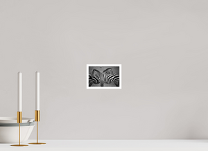 15,1 x 10 cm, Impression seule Zèbres Tanzanie