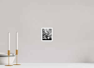 10 x 12,5 cm, Impression seule Chêne parc du Lubéron