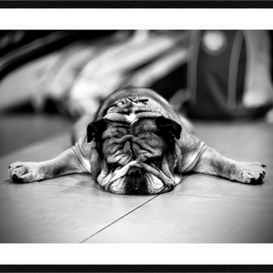 Main image Chien fatigué