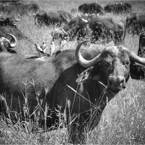 Main image Buffle Tanzanie