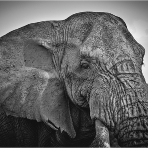 Main image Eléphant Tanzanie
