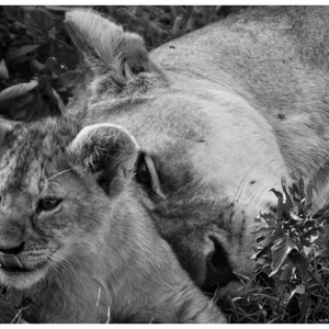 Main image Lionne et ses lionceaux