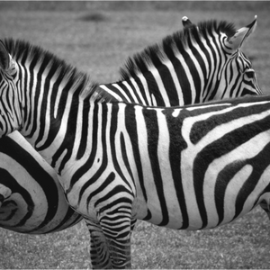 Main image Zèbres Tanzanie