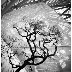 Main image Arbre devant la FLV