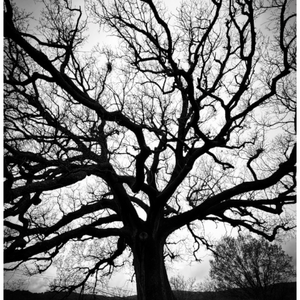 Main image Chêne parc du Lubéron