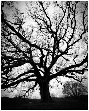 Main image Chêne parc du Lubéron