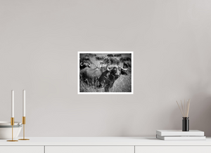 28 x 21 cm, Impression seule Buffle Tanzanie